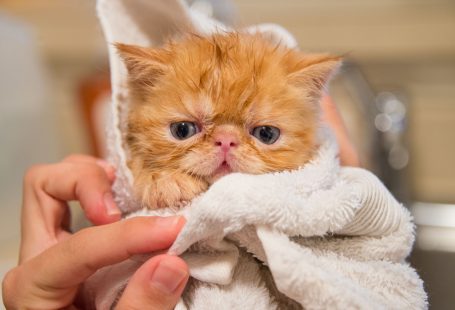 brown cat covered with white towel