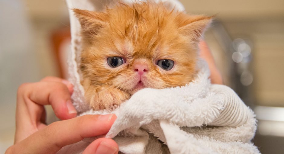brown cat covered with white towel
