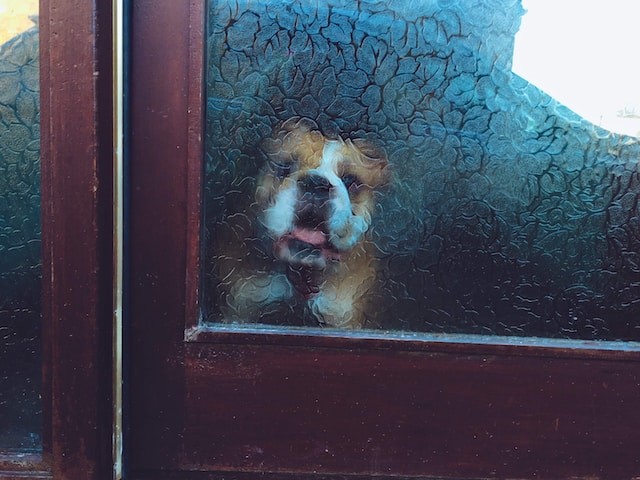 dog in door glass