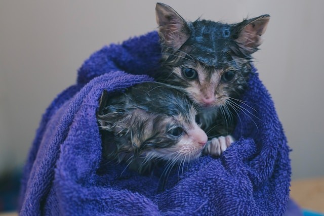 two wet kittens