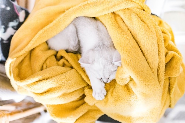 white cat sleeping in yellow textile